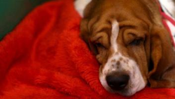 ¿Leen los perros la mirada de los seres humanos?