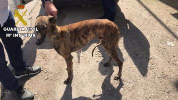 La Fiscalía investiga un centro de transfusión veterinario por drenar sangre a animales hasta matarlos