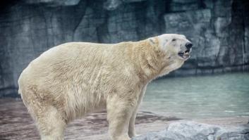 El único oso polar nacido en el trópico muere a los 27 años