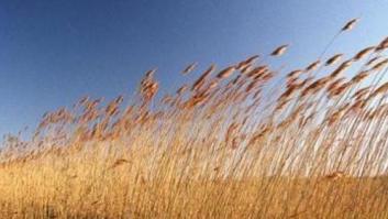Con estas 'apps' los celíacos se podrán comer el mundo