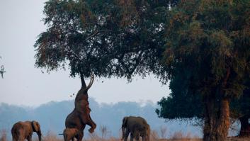 Una española cuenta cómo estuvo a punto de morir pisoteada por un elefante: "Es mi nuevo cumpleaños"