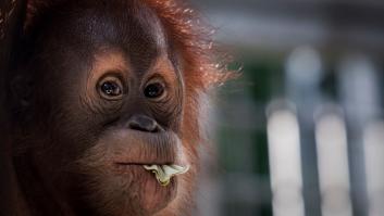 No basta con prohibir el aceite de palma en los supermercados