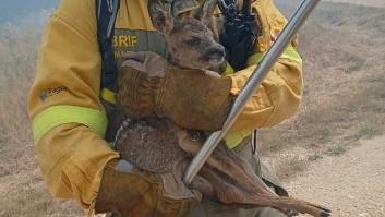La durísima historia tras la foto viral del cervatillo de Zamora: "Como guardándole luto"