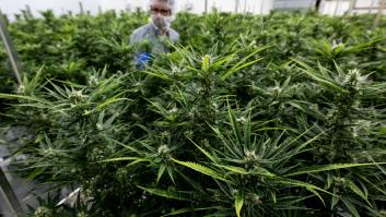 El Congreso avala la regulación del cannabis medicinal y abre la puerta a dispensarla en farmacias