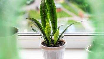 13 plantas de interior para jardineros torpes