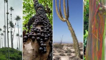 Día de la Tierra: 11 árboles raros que se encuentran por el mundo