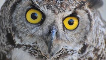 La genialidad oculta de los que odian madrugar