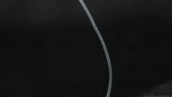 Descubren la bacteria más grande del mundo: es 5.000 veces mayor y puede verse sin microscopio