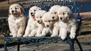 'Cachorros en la nieve', la película de Disney en la que murieron varias crías de Golden Retriever