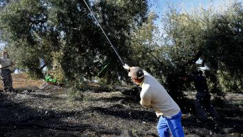 Los agricultores actúan ante la ‘oliva molestada’