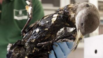 No, no es el Prestige en 2002; es Canarias hoy