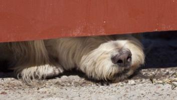 ¿Tienen sentimientos los perros?