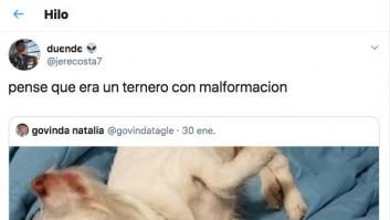 El efecto óptico que vuelve locos a todos en Twitter: es un perro, pero te llevará minutos verlo