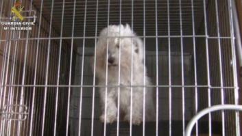 El Seprona realizó en 2016 más de 12.400 actuaciones contra maltrato animal, un 24% más