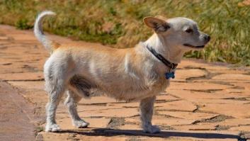 Un tuitero triunfa con su genial iniciativa para ayudar a perros lesionados