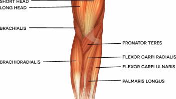 Esta foto de Chris Hemsworth sirve para estudiar anatomía (nosotros lo hemos hecho)