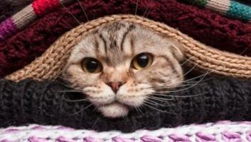 El consejo de la Policía Nacional sobre los gatos, el frío y los motores que triunfa en Twitter