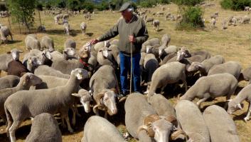 Ovejas contra el fuego