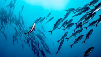 Pescamos en mar abierto, pero ¿cuánto y dónde?