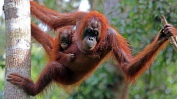 Como el rinoceronte blanco, estos animales están al borde de la extinción