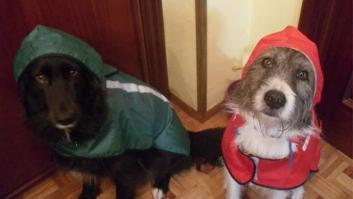 Veterinarios con 'perfil comercial'