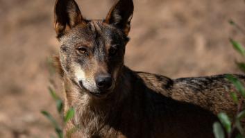 El Constitucional tumba la ley de Castilla y León que permitía la caza del lobo