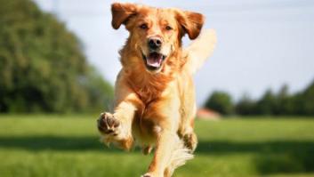 De perros y cerebros