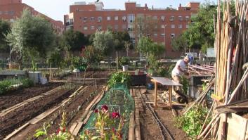 La gran apuesta de Sevilla por los huertos urbanos