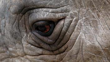 Puede que estas sean las últimas fotos de un rinoceronte blanco del norte