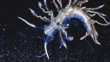 Las diez especies más asombrosas descubiertas en 2014 (FOTOS)