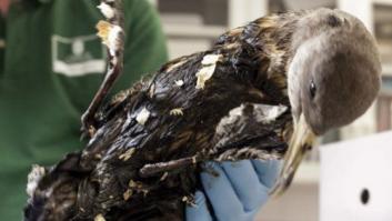 El hospital del Oleg Naydenov: Así trabajan los Dolittle de la fauna canaria