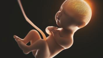 La flora intestinal materna influye en el desarrollo del cerebro fetal