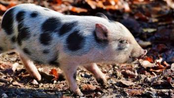 Una pareja adopta a una cerda, se la come y publica fotos en internet