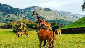 Una familia se cuela en el recinto de los lobos de Cabárceno (Cantabria) y desata la polémica: "Luego será culpa del animal"