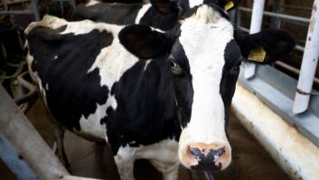 Dos barcos con 2.000 vacas de España enfermas de lengua azul vagan desde diciembre por el Mediterráneo