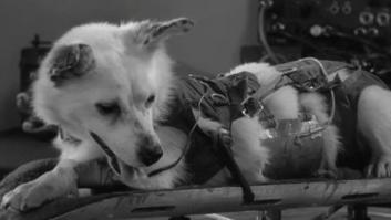 La historia de Laika, el primer ser vivo que fue enviado al espacio