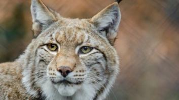 Ocho linces atropellados en la Península en lo que va de 2018