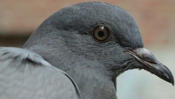 #YoNoDisparo: la campaña de Pacma contra el tiro al pichón