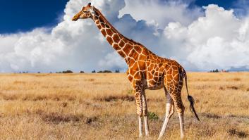 Qué son los osiconos, los "cuernos" que tienen las jirafas