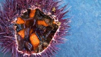 El erizo, un bocado de mar en su modo más perfecto