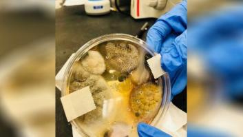 ¿Secamanos eléctrico o papel? Esta atroz foto de bacterias reabre el debate