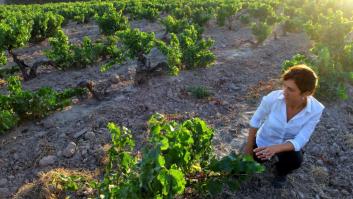Nuevos criterios para recibir miles de euros de ayuda por las nuevas cosechas del vino Rioja