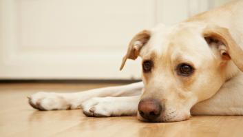 Cómo decirle al dueño de un perro que el adiós a su mascota ha llegado