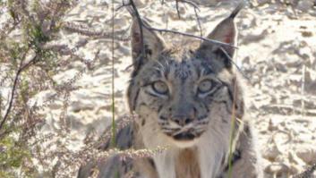 Muere Boliche, el lince ibérico más longevo de Doñana