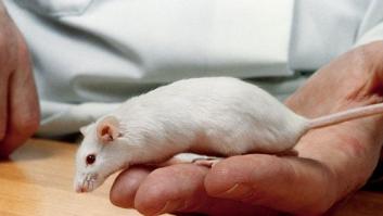 Científicos españoles logran curar la fibrosis pulmonar en ratones