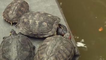 Adiós a las tortugas de la estación de Atocha
