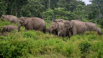 La explotación del elefante asiático, ¿de qué manera puedes impedirlo?