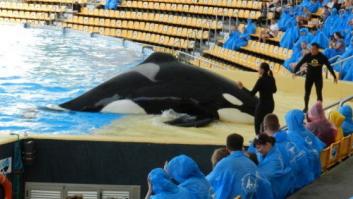 La vida sigue igual para las orcas del Loro Parque