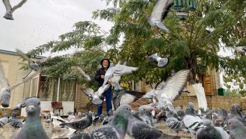 Alerta por un virus misterioso que convierte a las palomas en 'zombis'