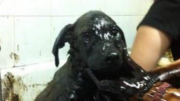 Se busca a la persona que lanzó a tres cachorros a una balsa de alquitrán en Cartagena